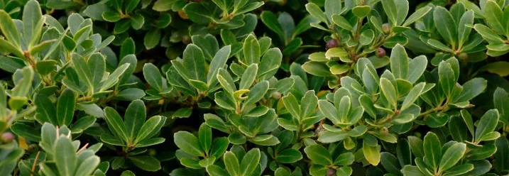 Nahaufnahme von grünen Blättern